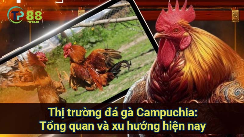 Đá gà Campuchia: Tổng quan thị trường và xu hướng 5 thi-truong-da-ga-campuchia:-tong-quan-va-xu-huong-hien-nay