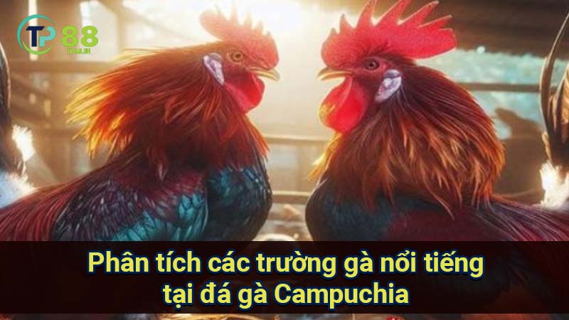 Đá gà Campuchia: Tổng quan thị trường và xu hướng 7 phan-tich-cac-truong-ga-noi-tieng-tai-da-ga-campuchia