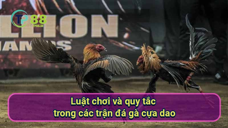 Đá Gà Cựa Dao: Hướng Dẫn & Kinh Nghiệm Cá Cược 5 luat-choi-va-quy-tac-trong-cac-tran-da-ga-cua-dao