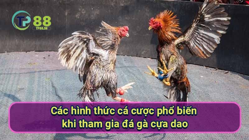 Đá Gà Cựa Dao: Hướng Dẫn & Kinh Nghiệm Cá Cược 6 cac-hinh-thuc-ca-cuoc-pho-bien-khi-tham-gia-da-ga-cua-dao