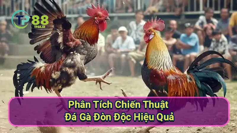 Đá Gà Đòn Độc: Bí Kíp Chiến Thắng Tuyệt Đối 5 phan-tich-chien-thuat-da-ga-don-doc-hieu-qua