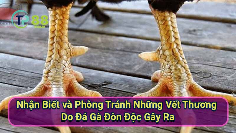 Đá Gà Đòn Độc: Bí Kíp Chiến Thắng Tuyệt Đối 6 nhan-biet-va-phong-tranh-nhung-vet-thuong-do-da-ga-don-doc-gay-ra