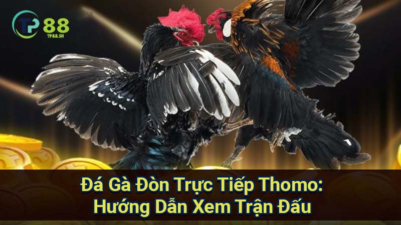 Đá Gà Đòn Trực Tiếp Thomo: Xem Đòn & Kết Quả Mới Nhất 5 da-ga-don-truc-tiep-thomo:-huong-dan-xem-tran-dau