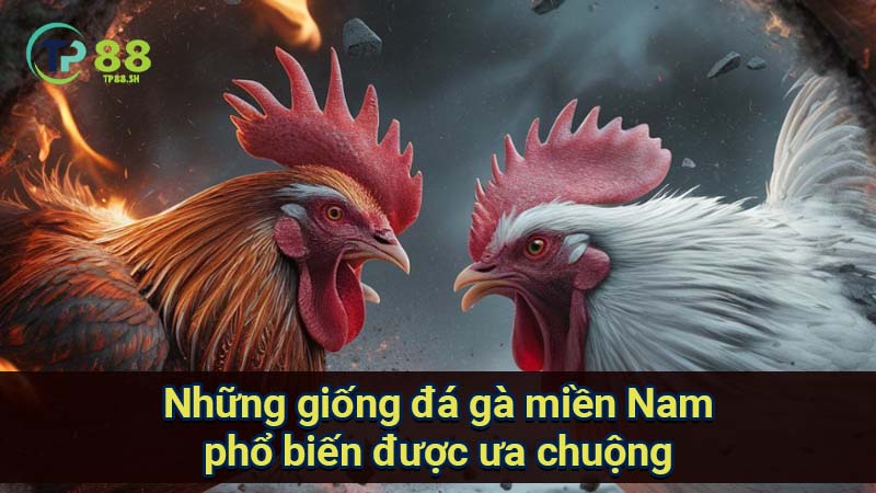 Đá Gà Miền Nam: Luật Pháp, Trường Gà & Gà Đá Phổ Biến 7 nhung-giong-da-ga-mien-nam-pho-bien-duoc-ua-chuong