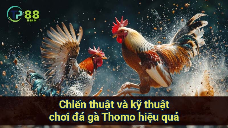 Giải Mã Bí Quyết Đá Gà Thomo: Chiến Thắng Với Những Gà Tiềm Năng 6 chien-thuat-va-ky-thuat-choi-da-ga-thomo-hieu-qua