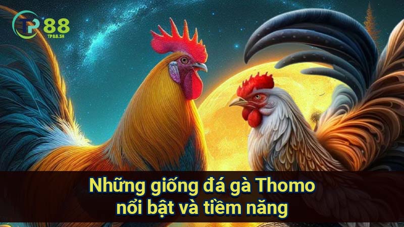 Giải Mã Bí Quyết Đá Gà Thomo: Chiến Thắng Với Những Gà Tiềm Năng 7 nhung-giong-da-ga-thomo-noi-bat-va-tiem-nang