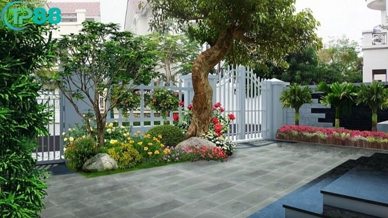 Cây To Trước Nhà Có Tốt Không? Cảnh Báo Phong Thủy Đại Kỵ 5 cay-to-truoc-nha-co-tot-khong-2